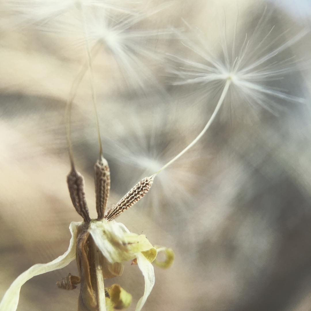 a close up photo of three dandelion seeds