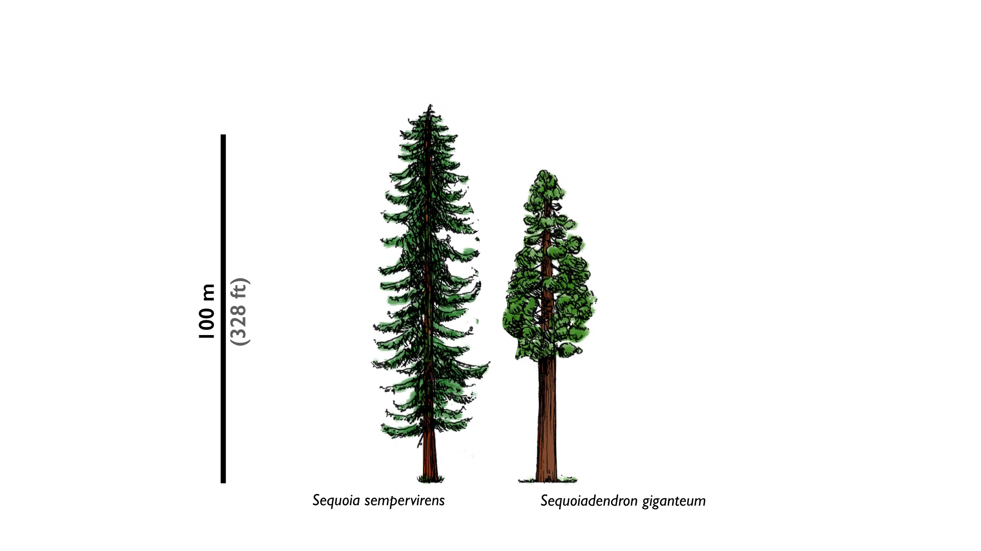 A drawing of California Redwood species, Sequoia sempervirens and Sequoiadendron giganteum