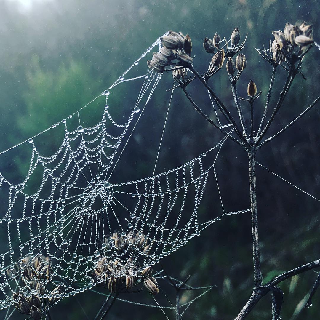 A spider web covered in dew