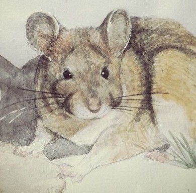 A watercolor painting of a Dusky-Footed Woodrat.
